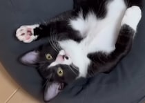 大型犬に育てられた猫の姿に「吹き出してしもた」「泣いてしまう」　衝撃的な現在の姿に「おったまげ」「めっちゃ笑えた」