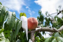 「果物・野菜狩り」（関西ブロック）人気スポットランキングTOP5！　第1位は「よろこび農園竜玉（滋賀県）」【2025年最新調査結果】