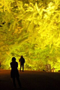 【画像】現実感のない“幻想的な一面イエロー”の光景