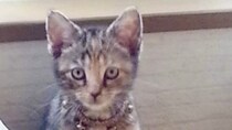 生後3カ月、3万円でたたき売りされていたガリガリの子猫を迎えて13年……　「磨きあげられた」現在の姿に感動「良い主さんに出会えた」