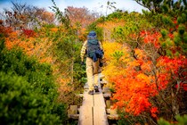 【関東在住者に聞いた】紅葉を見に行きたい「都道府県」ランキング！　2位は「北海道」、1位は？