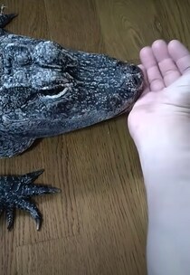 「成長したらそのうち襲ってくる」と言われたワニ、16年後……→　280万回再生を突破した驚きの姿に「初めて見た」の声