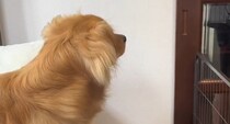 愛犬が生まれたての“弟”と初対面したら……「涙が出ました」　110万再生の尊すぎる反応に「ほっこりする」「本当に愛らしい」