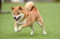 「犬の名前」人気ランキング！　2位は「ココ」、1位は？