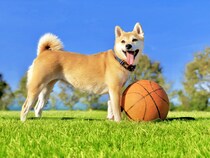 「老後に飼いたいと思う犬種」ランキングTOP29！　第1位は「柴犬」【2025年最新調査結果】