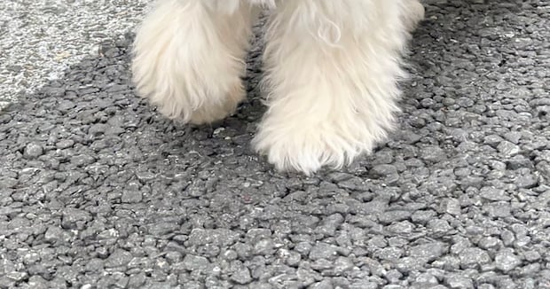 散歩中、小学生に「ぬいぐるみが歩いてる!」と言われた子犬 納得の姿に「最高の褒め言葉!」「遭遇したい」