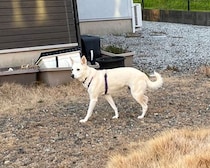 犬が同じ場所で2年間、トイレをし続けた結果……　笑っちゃうほど様変わりした光景が379万表示「そこだけボッ！ってw」