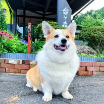全国の宿の「自慢の看板犬」ランキングTOP5　第1位は「てん（台ヶ森温泉山野川旅館　ＤｏｇＶｉｌｌａｇｅ台ヶ森）」【2025年最新調査結果】