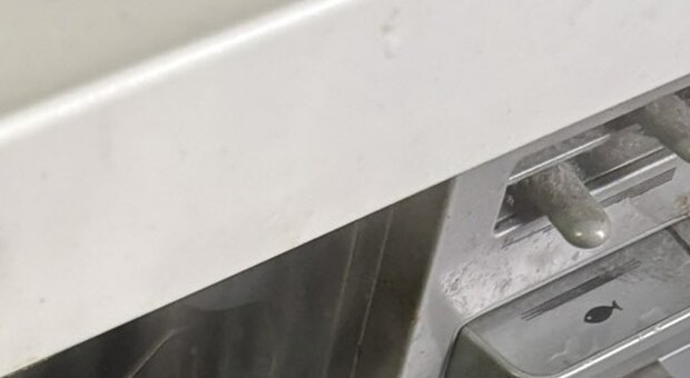 キッチンから爆発音→何事かと思ったら……　“衝撃の光景”が220万表示「知らなかった」「こんなになるんだ」