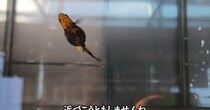 余命1週間「もう助からない」と言われたメダカを引き取ったら……　1週間後の姿に「ちょっと感動…」