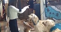 【画像】愛犬たちのにぎやかな日常をもっと見る