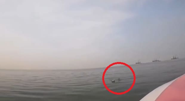 「助かってよかった」「安心して休んでほしい」　野良犬がインド沖合で3日間も漂流　懸命の救出劇【海外】