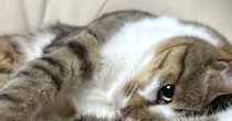クッションで寝る猫ちゃん→よく見ると……「これは」　“独特すぎる伸び”が200万表示「一瞬で笑っちゃった笑」