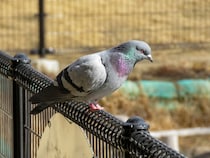 【画像】完成したヘアスタイル