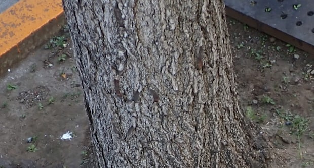 ふと目に留まった1本の街路樹→根元をよく見てみたら……「こういう発見嬉しくなりますね」「今度覗いてみよう」