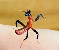 小さな小さなカマキリが成長すると……「えーーー！」　まさかの変化に「生命の不思議」「色味違いすぎる…！」