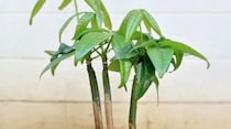 ダイソーの、棒のようなパキラをばっさり切ると……　5カ月の驚くような姿に「こんなに育つんだ」「凄いですね!!」