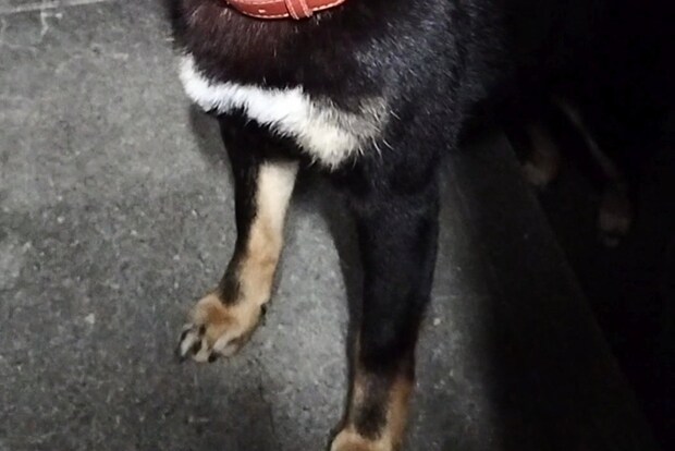 知り合いに「高倉健に似てる」と言われた柴犬→顔を見ると……　納得する人続出の姿に「男前や」「なんなんだこの貫禄は…」