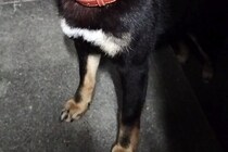 知り合いに「高倉健に似てる」と言われた柴犬→顔を見ると……　納得する人続出の姿に「男前や」「なんなんだこの貫禄は…」