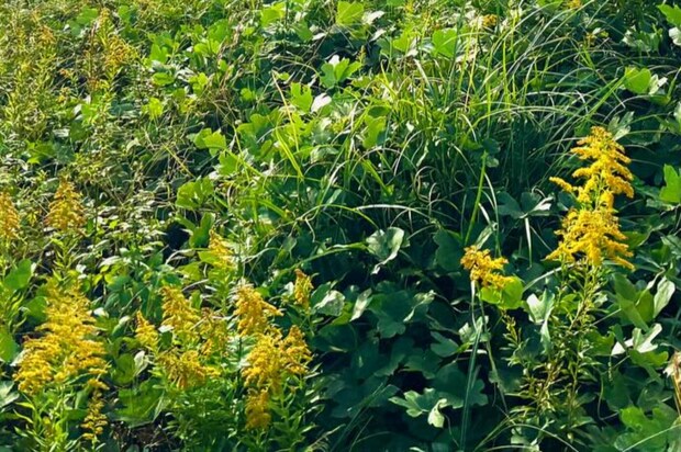 いつもの通勤路、何気ない土手が気になって……　思わず足を止めた風景に「モネの世界だ…」「目が癒される～」「雲のさまが素敵」