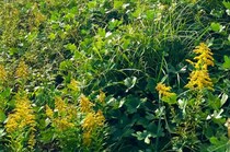 【画像】モネの絵画をコラージュ