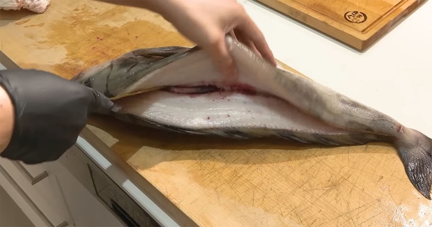 ありえないサイズの巨大ホッケ→さばいたら……「なにこれ！」　衝撃的な中身に「初めて見た」「不思議ですね」