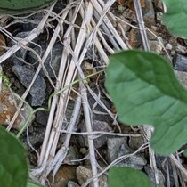 夏ごろ、息子と一緒にプッと飛ばしたスイカの種→今になって見に行くと……　まさかの光景に「えええー！」「奇跡」