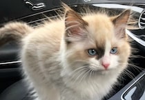 生後3カ月で保護した、キリっとしたお顔の愛猫が7年後……　まさかの成長に「幸せを物語っていますね」「あらまぁ立派で」「尊い」