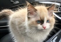 【画像】現在のプリンスくんの日常