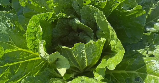 「白菜がボロボロになるかも」→結球が始まったら“必ずやるべきこと”　プロが明かすコツに「もっと早く見たかった！」