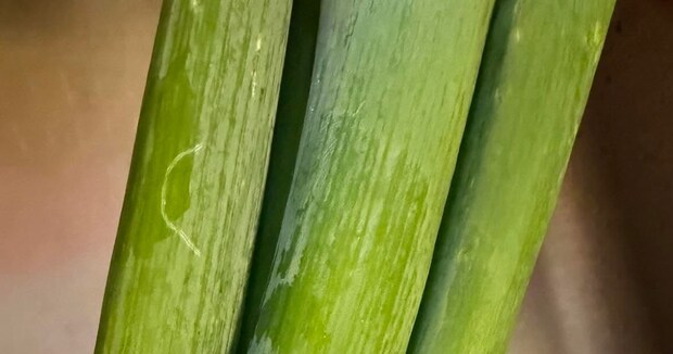 「他になかったんか？」　2児ママが長ネギをよく見ると……　思わず引っかかる“謎デザイン”に共感「分かる」「私も思いました」