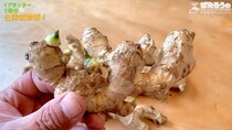 ショウガを土に埋めて水やりすると……「すごすぎる!!」　想像もつかなかった、とんでもない状態に37万再生