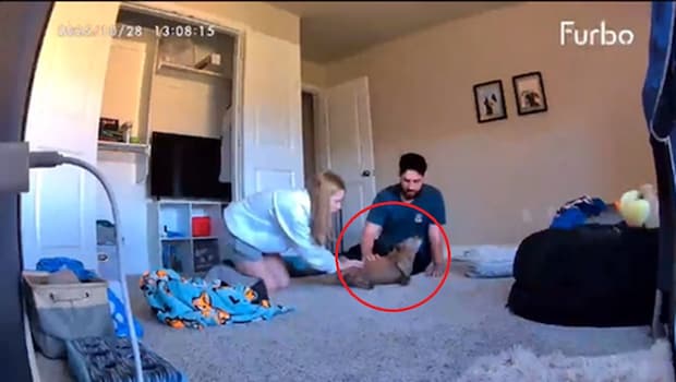 再会した愛犬が突然“まさか”の事態に……　1700万回再生の瞬間に「泣いてしまう」「うちの犬もある」と反響集まる【海外】