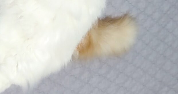 お気に入りのぬいぐるみを捨てられそうになった猫→毎日の寝姿に「守りたすぎる」「どっちがぬいぐるみ」