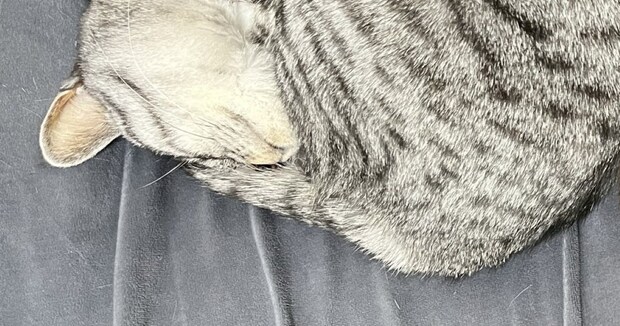 2匹の猫→飼い主が見たら……「話し合って決めてる??」　“衝撃の光景”に「遺伝かも」「アンモナイトの化石かと」