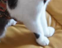 【画像】愛猫の姿