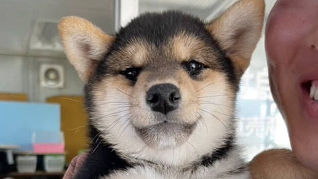 出会ったときは“黒柴”だった愛犬→数カ月後……「そんなんあるの!?」　“予想外の変化”に「初めて知りました」「唯一無二って感じ」