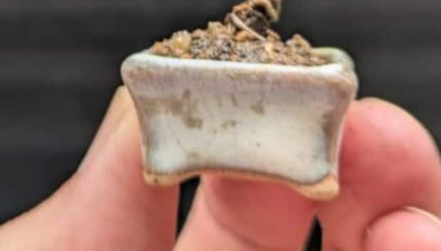 指先サイズの小さな器に、ローズマリーを植えたら2年後……　「ひゃあーーー!!!」「見事ですね」「これいい」