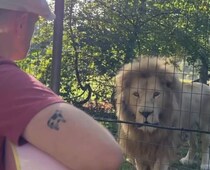 【画像】曲を聞いて“あくび”するライオン