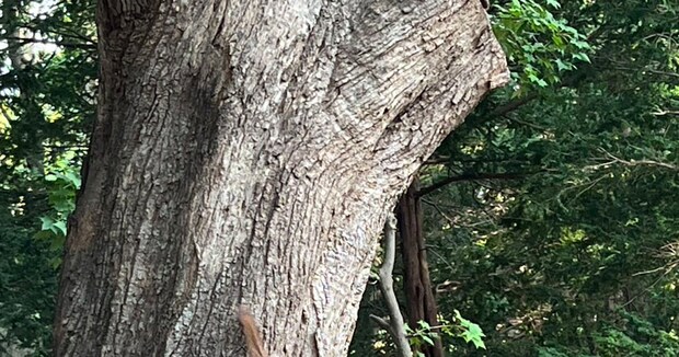 妹「ボディービルダー並みのリスがいた！」→半信半疑の姉が見たのは“思いもよらぬ姿”　「なかなかの筋肉」「強そう」