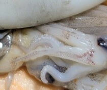 【画像】ヤバすぎる中身（全体を見る）