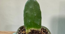 100均で買ったサボテン→1カ月後……　想定外の「完成度たけー」姿に購入者戸惑い　「えっ」「そう来たか！！」