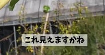 葉や幹に産み付けられた白いフワフワ「絶対放置しないで」　各県が注意を呼びかける“ヤバイ害虫”「家のベランダにも沢山」「まじで今年そいつよく見る」