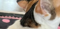 実家の三毛猫ちゃんの背中をふと見たら……「おおぉ！」　まさかの光景に「もうそれにしか見えない」「二倍愛しい…」