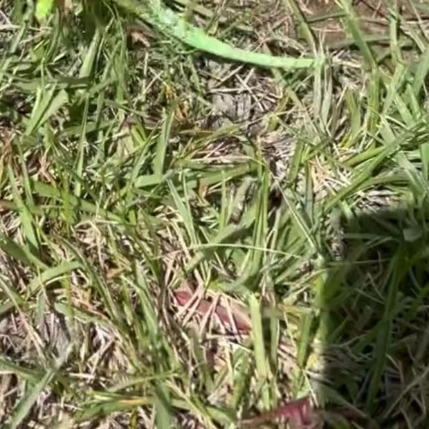 公園でゴミ拾いをしていたら……　「ゴミじゃない!!」　まさかの正体に「やば！」「本物初めて見ました」