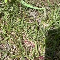 公園でゴミ拾いをしていたら……　「ゴミじゃない!!」　まさかの正体に「やば！」「本物初めて見ました」