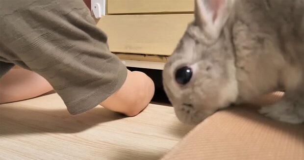 奥の物が取れず困っていた飼い主→ウサギがスッと現れて…… 予想外の行動に「天才すぎる」「IQの高さは私以上確定」