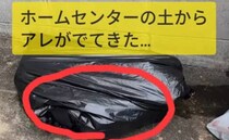 「こっわ」ホームセンターで買った土から出てきた“まさかの生物”に「えー!!」「出るとは聞いていたけど」　鳥肌モノの光景が話題