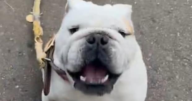 口をパクパクさせるワンコ→飼い主が耳を近づけると……「ばり笑いました」　まさかの鳴き声が260万表示　「どこから声出してんだ」