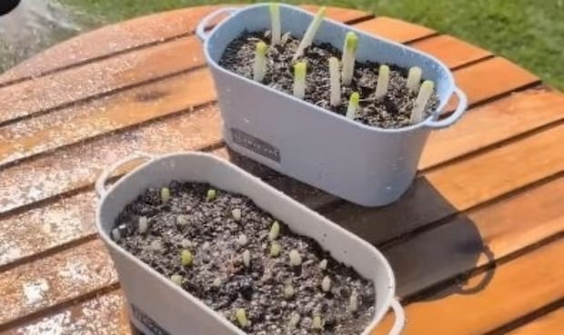 スーパーで買った98円のネギ→土に植えて1カ月後「凄い…でも笑ってしまった」「最後やばい」　驚きの結末が話題